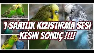 Muhabbet Kuşunuz Çıldıracak Çiftleşme Ve Kızıştırma Sesi 1 Saat
