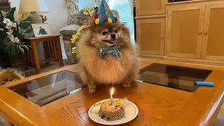 Pomeranian Party Ideas That Will Make Your Dog's 5th Birthday AMAZING