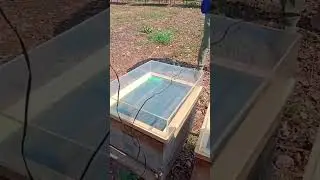venom collection technique HBRI #bee #honeybee