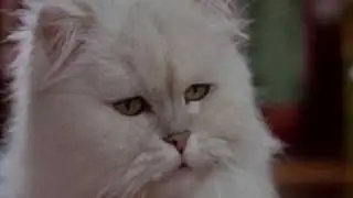Stuart Little Funny Clip 7