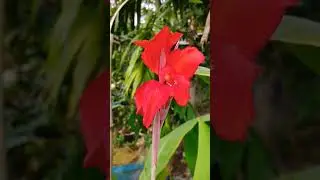 #viral #shorts  #blossom #gardening #botanical #beauty