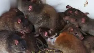 Les animaux nuisibles : le Rat