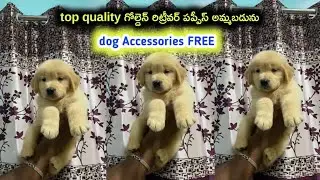 top quality golden retriever puppy for sale in Telugu/93901 41566 /aj pets