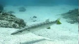 Barracuda Facts - Facts About Barracudas