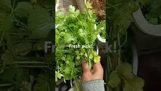 i just harvest fresh coriander/cilantro in our garden #phonk #music #musicfeeds #shorts