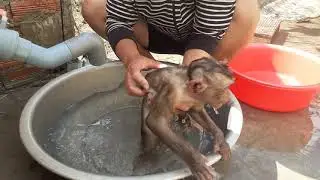 Monkey Sam Tom Refuses to Take a Bath.