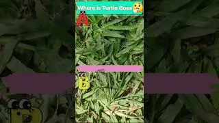 Where Are The Baby Turtle💚🙄! Comment Now!😉&brvbar; Turtle Boza 🐢#shorts #babyturtle #turtle #pet #question