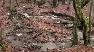 Pramenn&aacute; vetva ktor&aacute; nap&aacute;ja potok Vl&aacute;rka pretekajuci cez Sidoniu, Biele Karpaty, janu&aacute;r 2025