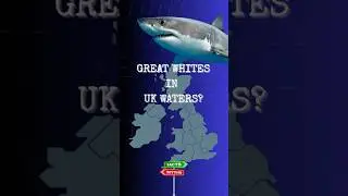 Are Great White Sharks in UK Waters? 🦈💙