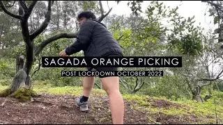 Orange Picking in Sagada (Post Lockdown) | Part 1