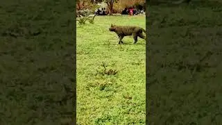 Cheetah's ant|Cat| #youtube #subscribetomychannel