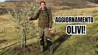 Aggiornamento OLIVI dopo 2 anni! - Irrigazione e concimazione | Finetti (VR)
