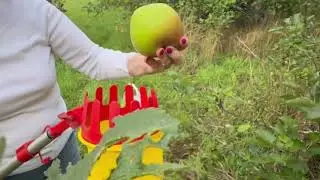 Apple Harvesting with The Wolf Garten RGM Fruit Picker