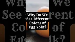 Why Do We See Different Colours of an Egg Yolk? #EggYolkColors#EggScience#FoodFacts