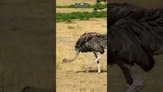 Why can't ostriches fly? #shorts #ostrich