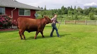 Taylor Haugen-Market Steer virtual Show
