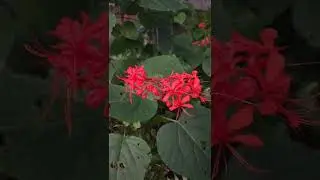 Java Glory Bower Clerodendrum speciosissimum  as the sun goes down.