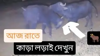 আজ রাতে কাড়া লড়াই দেখুন