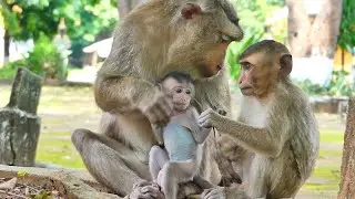 Cute Tiny Baby Monkey Emilo cries loudly Mama Emila makes baby upset and so sad