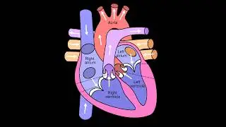 Outline diagram of Heart. #shorts#biology #science#anatomy