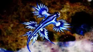 Blue Sea Dragon: A.k.a Blue Sea Slugs
