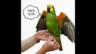 Funny - The Lady and foul mouth parrot