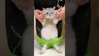 Animals Gone Wild: Laugh Out Loud 🐾😂 #FurryFun #CritterComedy #PetPranks