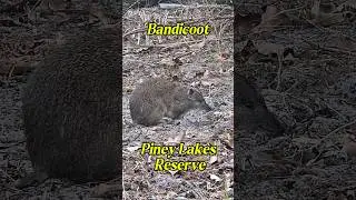 Bandicoot - Piney Lakes Reserve #findinggspots