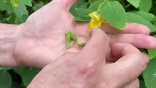 Take a Walk with Tavia #43 - Yellow Jewelweed