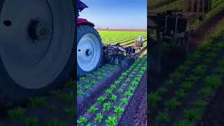 mechanized seedling planting- Good tools and machinery can increase work efficiency.5.