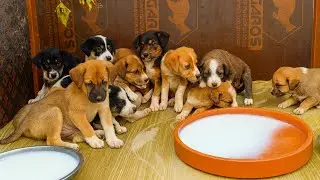 Homeless Puppies Rescue | Feeding Starving Abandoned Puppies with Love 💕🐾