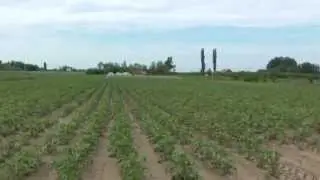 Burgonya termesztés - Baté családi vállalkozás