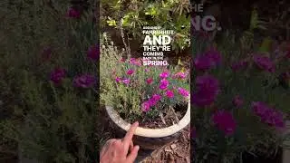 Best low maintenance potted plants #garden