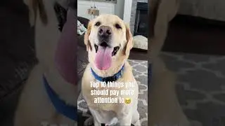 Top 10 things you should pay attention to #funny #pets #pethumor #comedypets #petslife