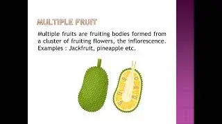Fruits with their scientific terms. Botany.