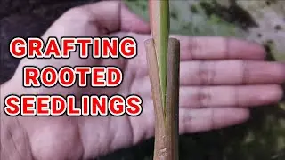 HOW TO GRAFT GRAPES SEEDLINGS | PAANO MAG GRAFT NG UBAS  #GRAFTING