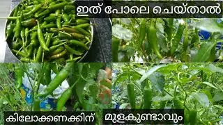 Tips for Chilli farming in growbag or pot malayalam|ഇത് പോലെ ചെയ്താൽ കിലോ കണക്കിന് മുളകുണ്ടാവും