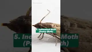 Scientifically Speaking #19: Animals With The Shortest Lifespans?