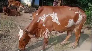 red Sindhi cow sell ONLY RS 20.000 contact nomber 9692457587#trending #farming #cow #cowvideos