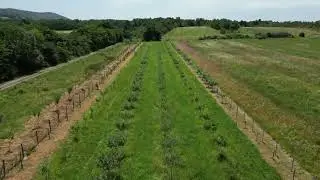 Livadă cu pomi fructiferi 4780 mp la Dezna