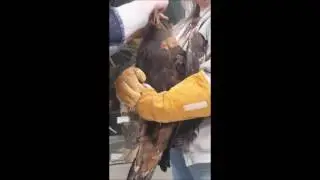 eagle rehab