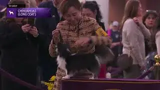 Chihuahuas (Long Coat) | Breed Judging 2026