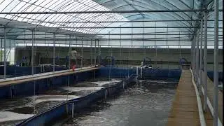 Super intensive indoor shrimp farm by KAMI SYS of Aqua Development Inc.