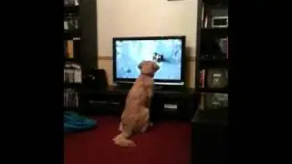 BBC Yellowstone fan