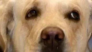 How to Teach an Old Dog New Tricks