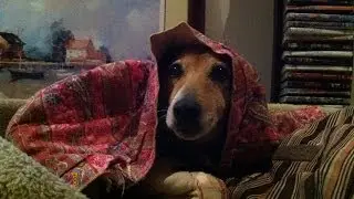 Nova's Never Ending Snorey featuring Smudge!