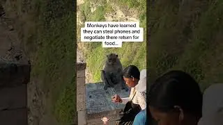 Monkeys snatch things #funnyanimal #funny #fypシ゚ #fyp
