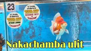 EP278. 5TH PRIDE OF AURORA GOLDFISH SHOW 2025