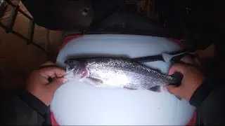 Catch Clean and Cook Rainbow Trout