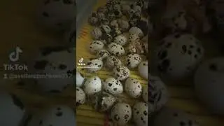 Новорожденные перепелята